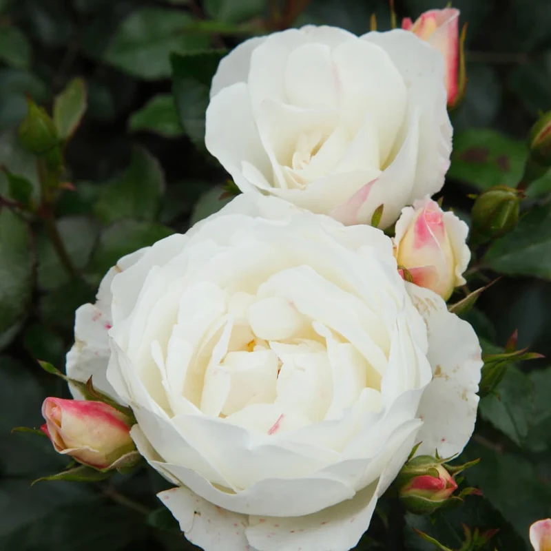 Strauchrose 'Weisse Wolke'® Weiß