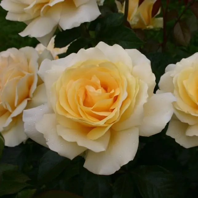 Edelrose 'Winter Sun'® Lichtgelb
