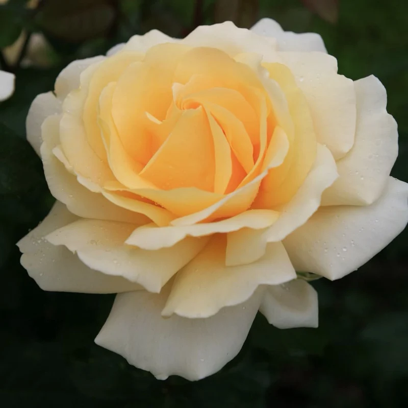 Edelrose 'Winter Sun'® Lichtgelb