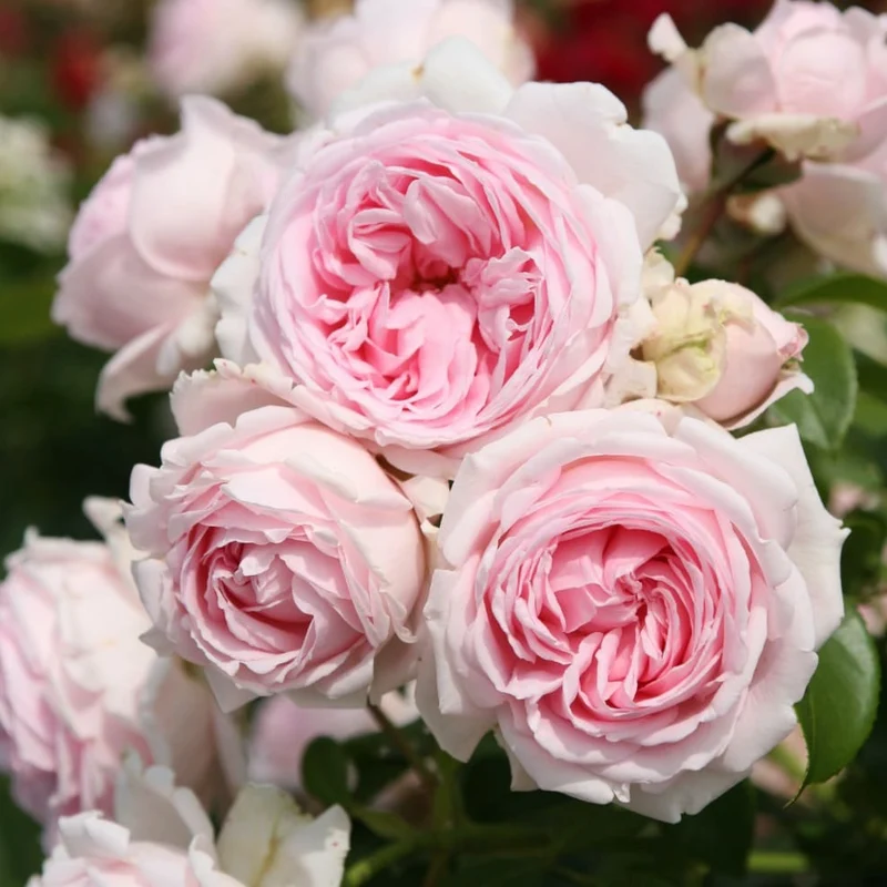 Strauchrose 'Wellenspiel'® Rosa