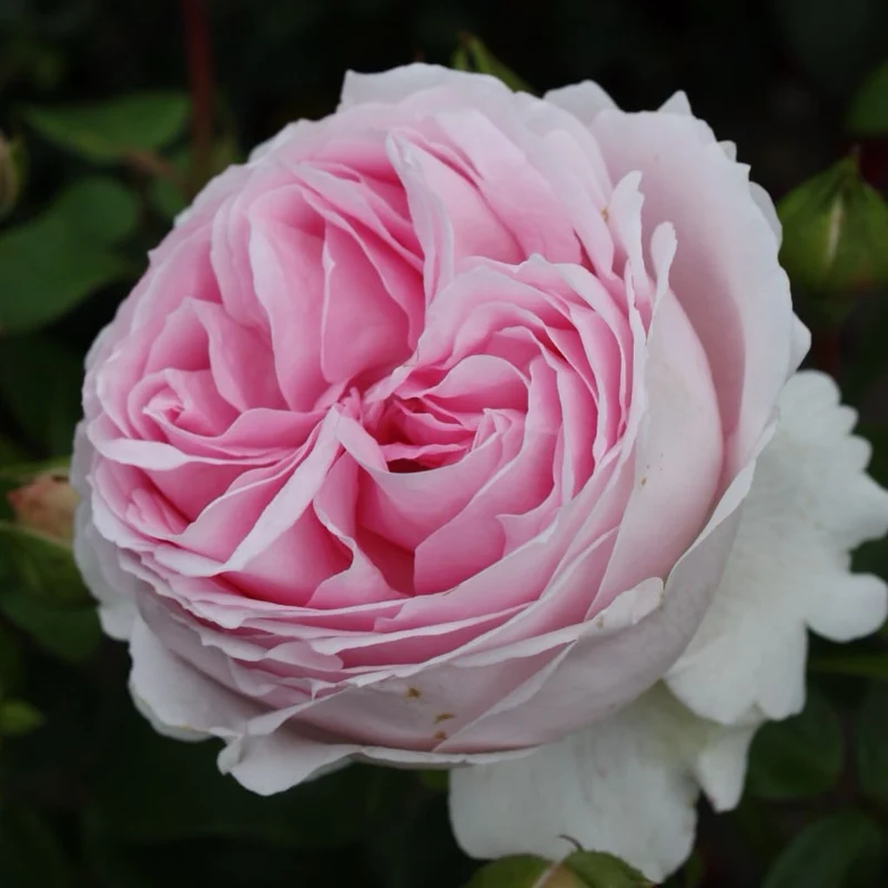 Strauchrose 'Wellenspiel'® Rosa