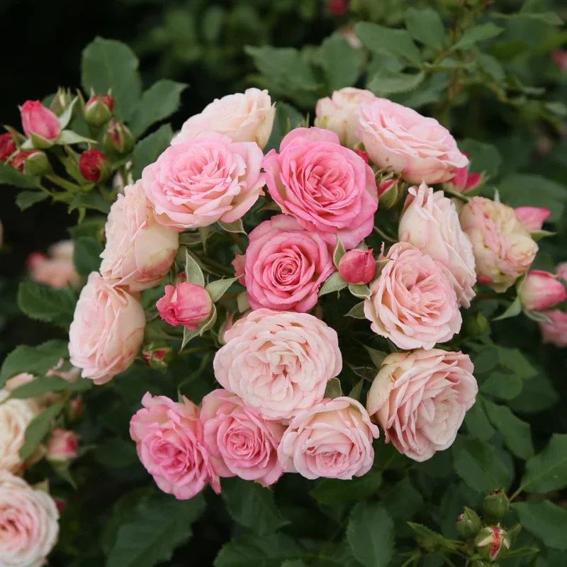 Beetrose 'Xenia'® Rosa