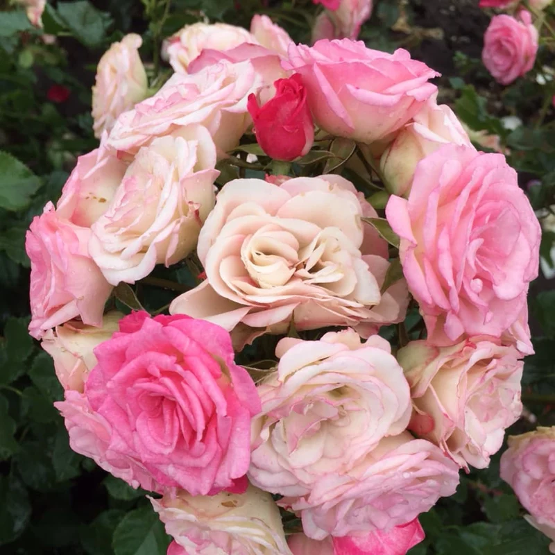 Beetrose 'Xenia'® Rosa