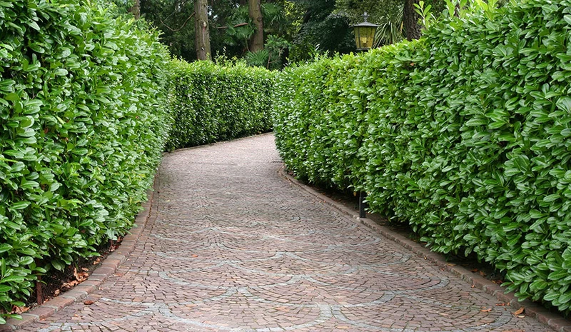 Fast-Growing Evergreen Hedge Seeds – Dense Privacy Screen & Landscape Barrier