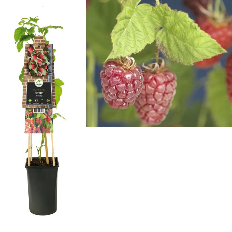 Kletterpflanze Rubus Tayberry (Himbeere)