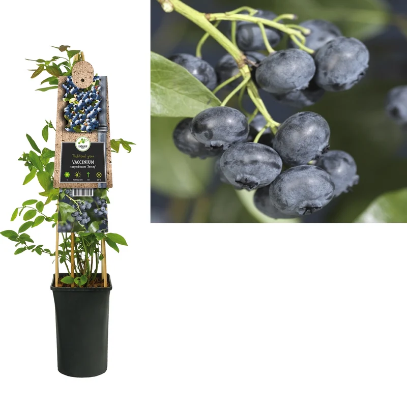 Kletterpflanze Vaccinium corymbosum Jersey (Heidelbeere)
