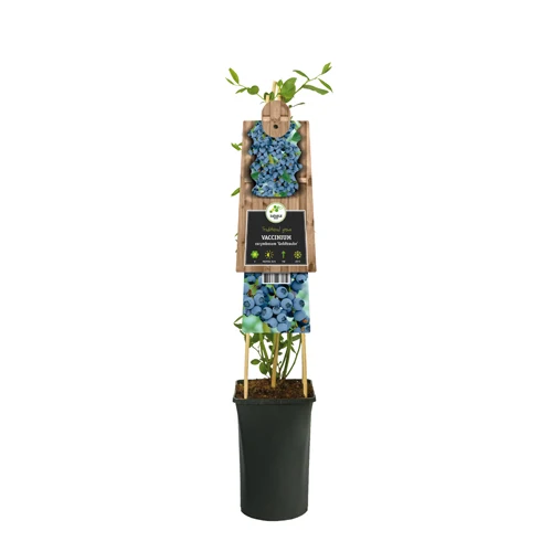 Kletterpflanze Vaccinium corymbosum Goldtraube (Heidelbeere)