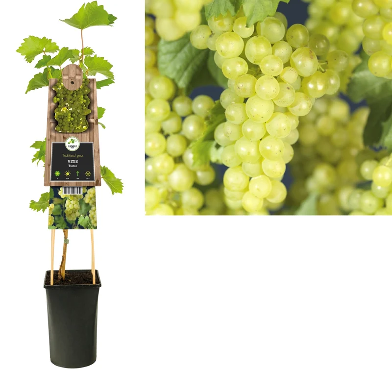 Kletterpflanze Vitis Bianca (Weinrebe)