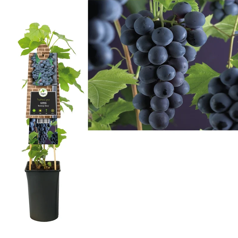 Kletterpflanze Vitis Boskoop Glory (Traube)