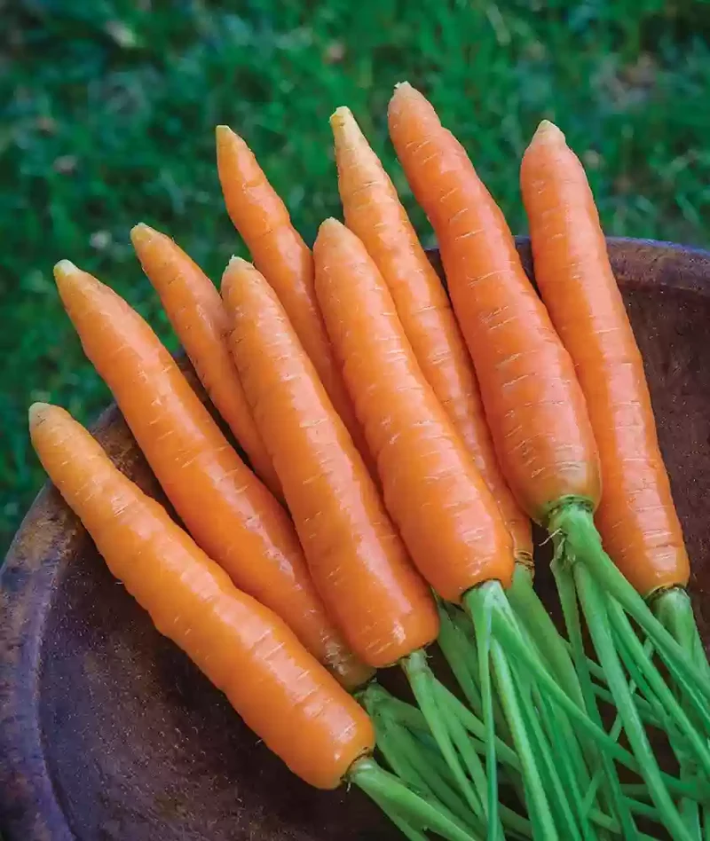 Scarlet Nantes Carrot Seeds – Heirloom, Sweet & Crisp - Grow Your Own Carrots