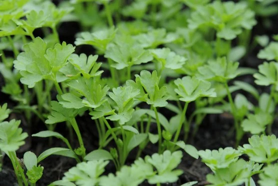 Titan Parsley Seeds – Premium Quality, Fast-Growing Heirloom Variety