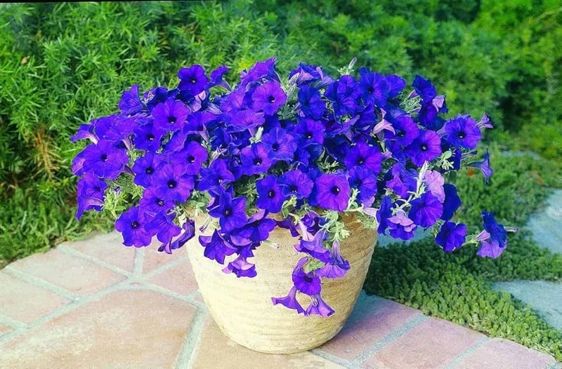 Violet Petunia Seeds – Rich, Regal Blooms for Gardens & Hanging Baskets