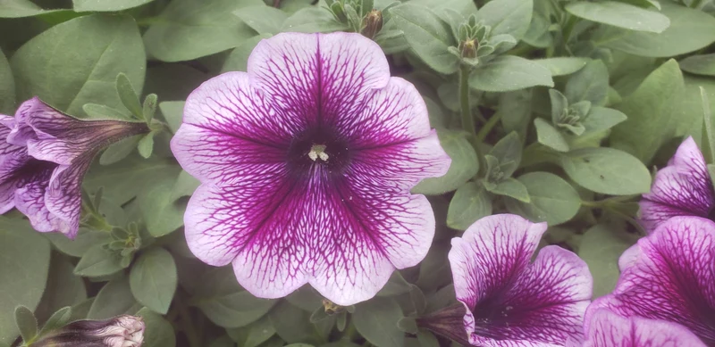 Lilac Petunia Seeds – Delicate Pastel Purple Blooms for Gardens & Containers