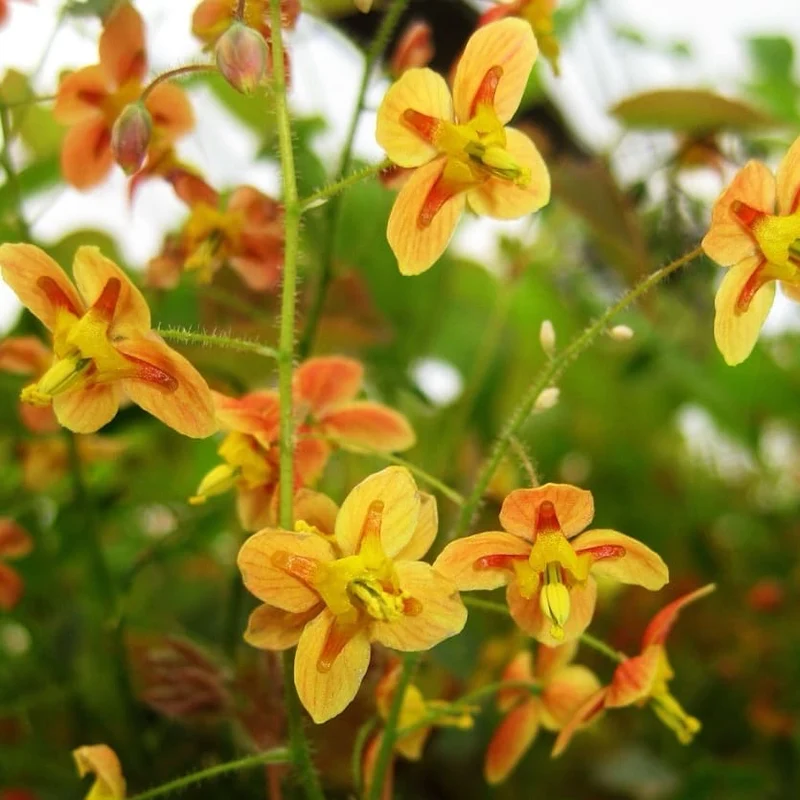 Elfenblume 'Orangekönigin' Orange