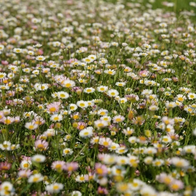 Feinstrahl 'Blütenmeer' Weiß