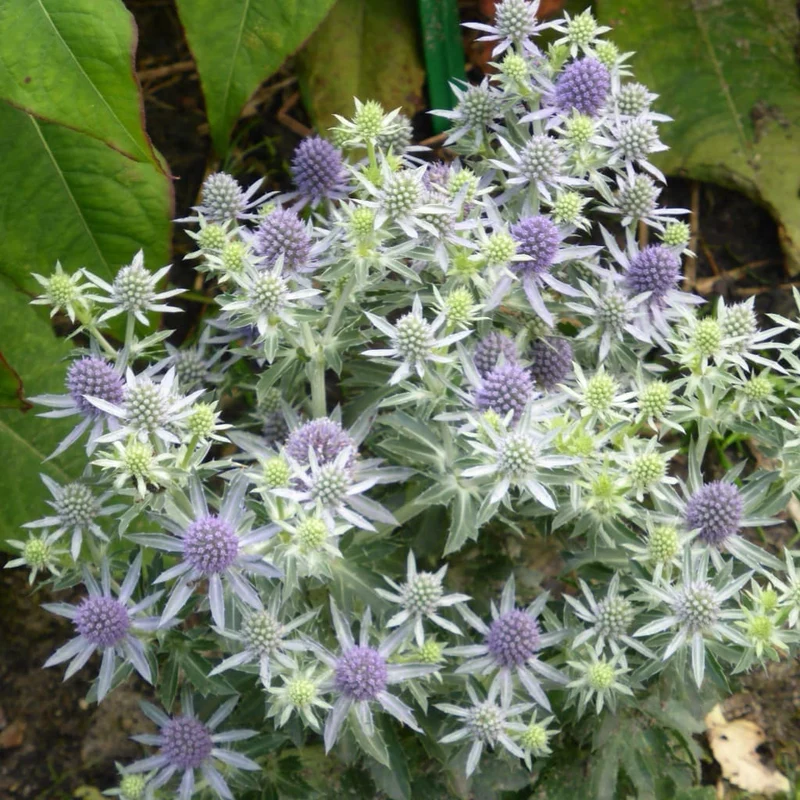 Kleiner Mannstreu 'Blue Hobbit' Blau