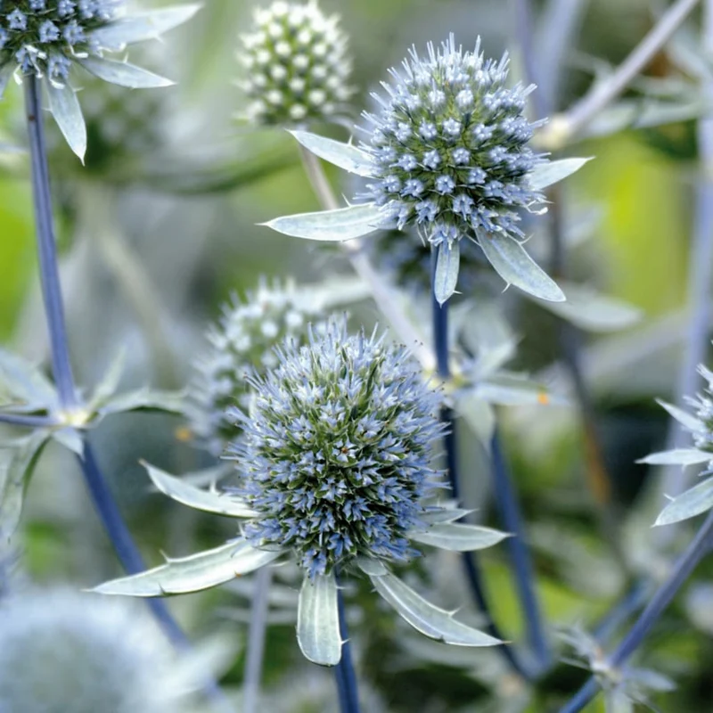 Kleiner Mannstreu 'Blue Hobbit' Blau