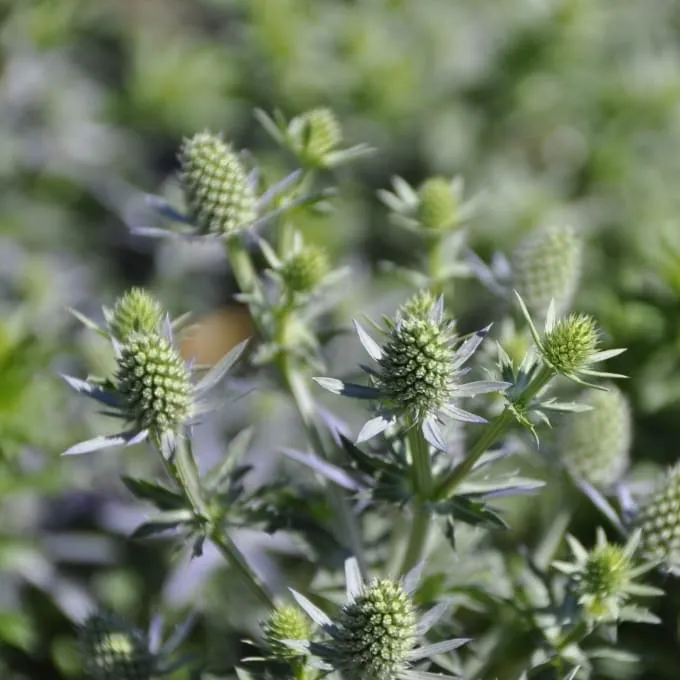 Kleiner Mannstreu 'Blue Hobbit' Blau