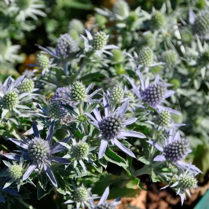 Kleiner Mannstreu 'Blue Hobbit' Blau