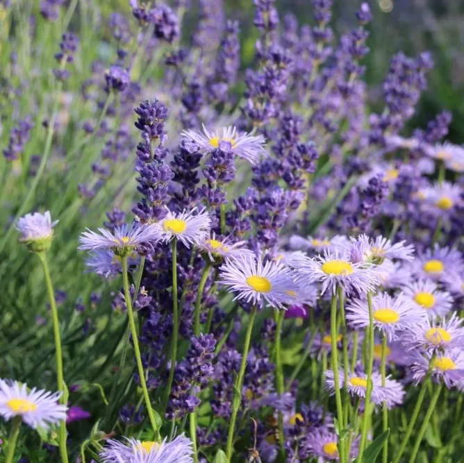Feinstrahl 'Schöne Blaue' Violett
