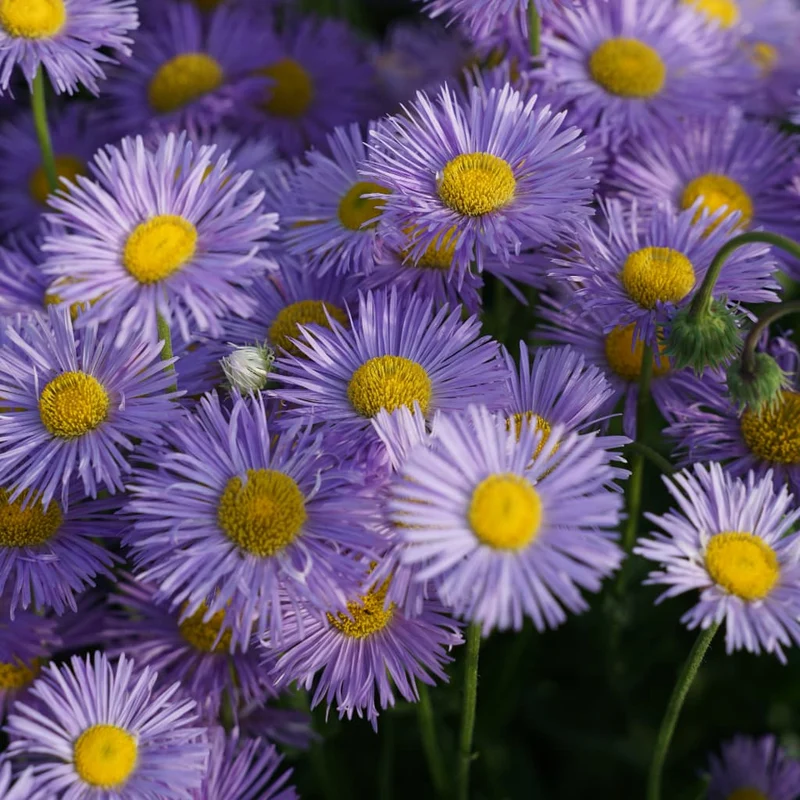 Feinstrahl 'Schöne Blaue' Violett