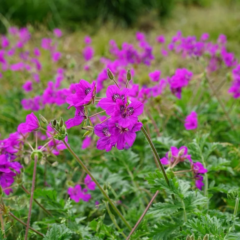 Reiherschnabel Violett