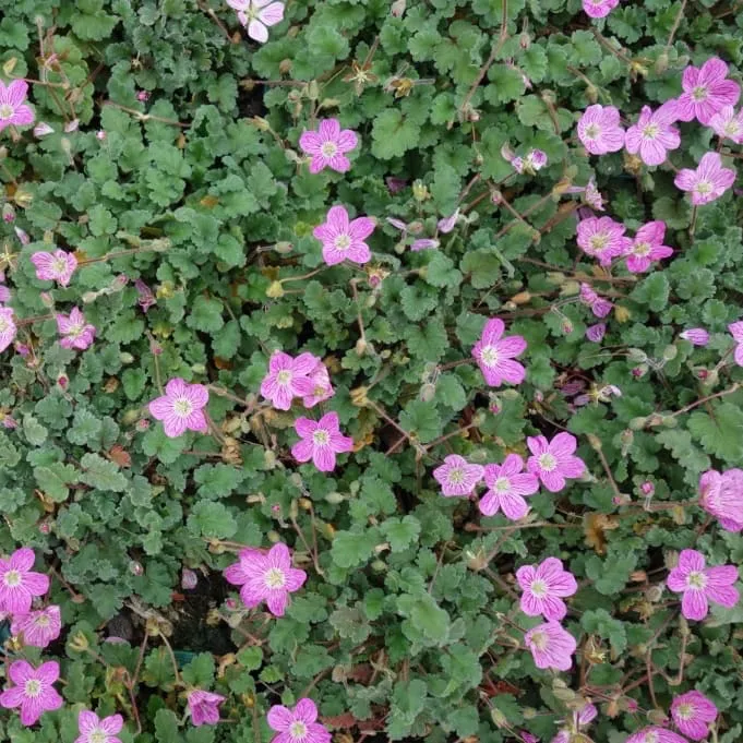 Reiherschnabel 'Bishop' Rosa