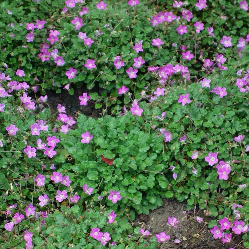 Reiherschnabel 'Bishop' Rosa