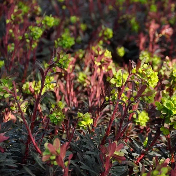 Wolfsmilch 'Purpurea' Gelb