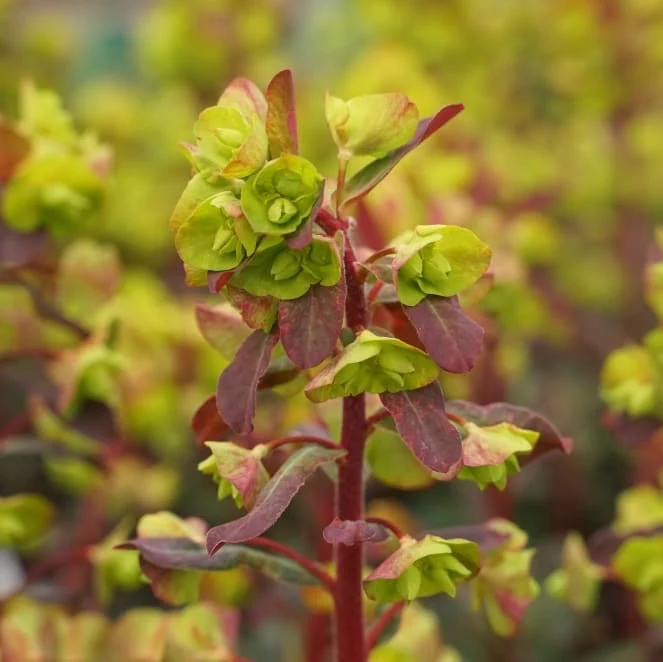 Wolfsmilch 'Purpurea' Gelb