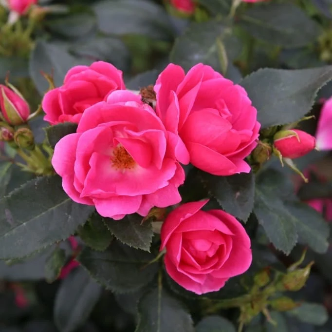 Beetrose 'Gartenfreund'® Pink