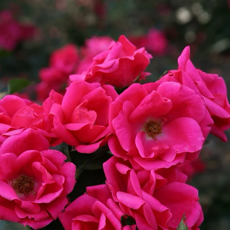 Beetrose 'Gartenfreund'® Pink