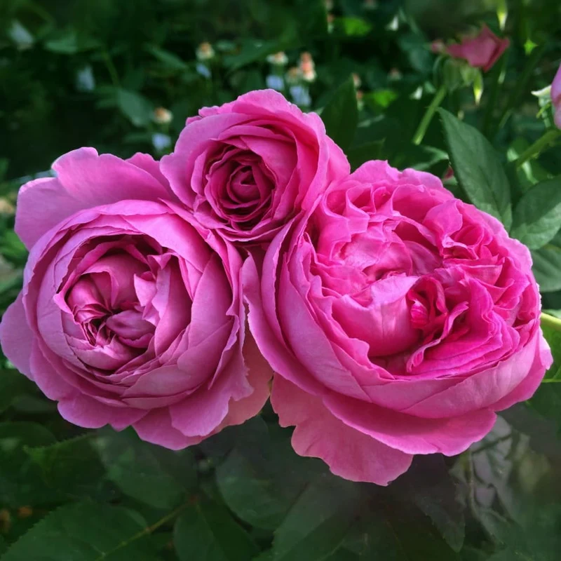 Beetrose Parfuma® 'Fräulein Maria' Pink-Rosa