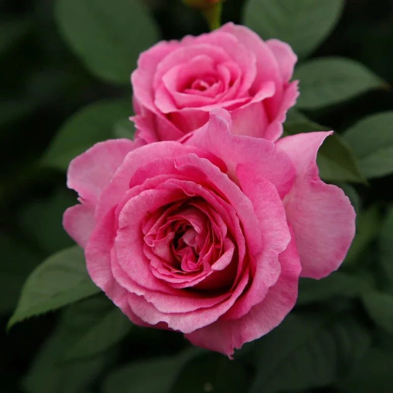 Beetrose Parfuma® 'Fräulein Maria' Pink-Rosa