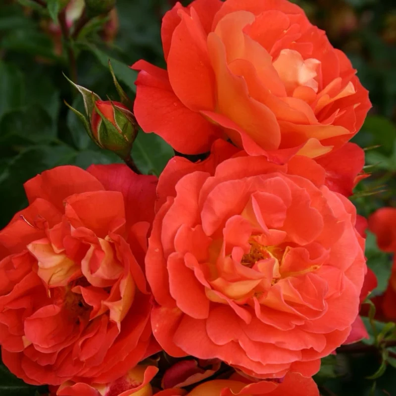 Beetrose 'Gebrüder Grimm'® Orange-Gelb