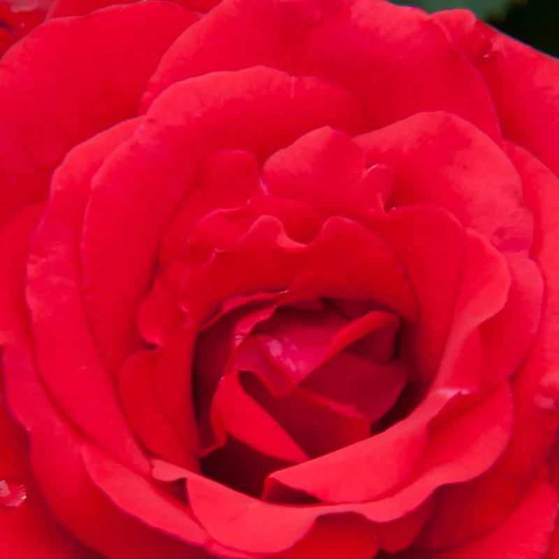 Edelrose 'Grande Amore'® Rot