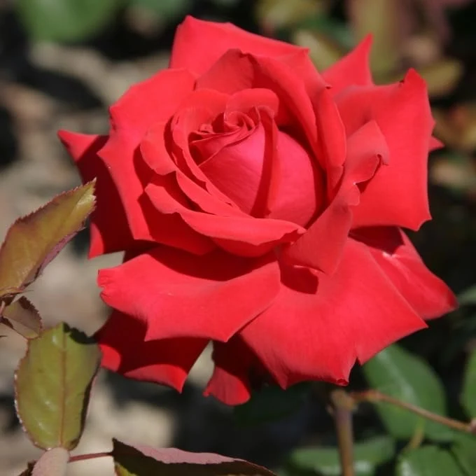 Edelrose 'Grande Amore'® Rot