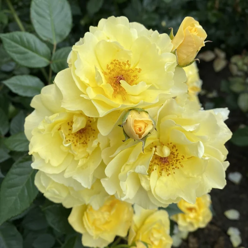 Strauchrose 'Goldspatz'® Hellgelb