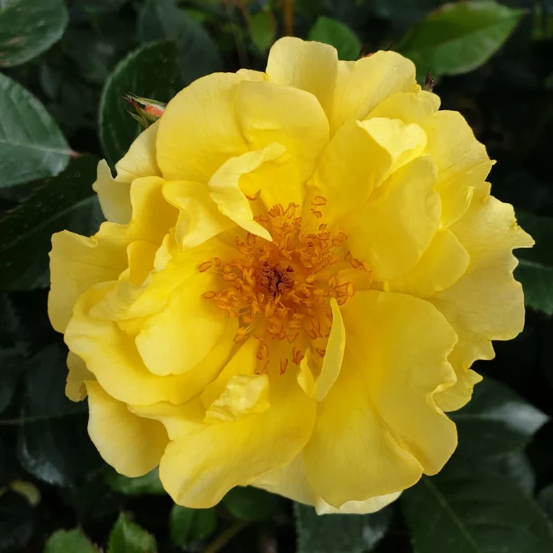 Strauchrose 'Goldspatz'® Hellgelb