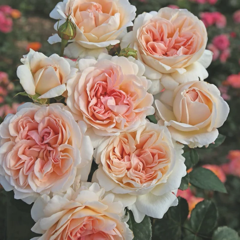 Edelrose Parfuma® 'Großherzogin Luise'® Apricot-Rosa