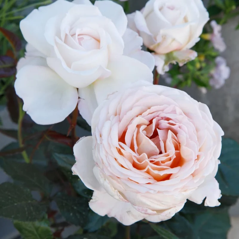 Edelrose Parfuma® 'Großherzogin Luise'® Apricot-Rosa