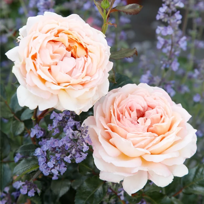 Edelrose Parfuma® 'Großherzogin Luise'® Apricot-Rosa
