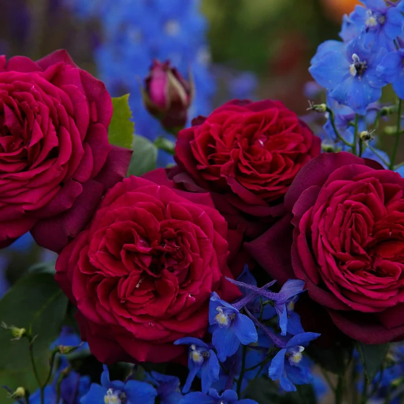 Edelrose Parfuma® 'Gräfin Diana'® Purpurviolett