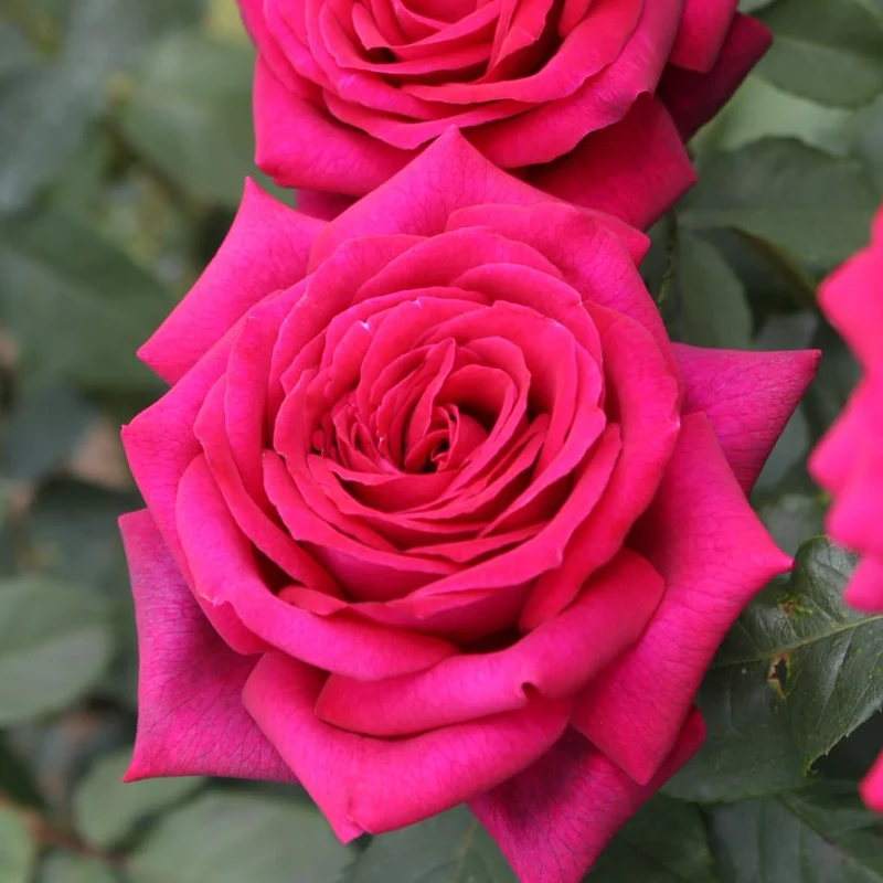 Edelrose Parfuma® 'Gräfin Diana'® Purpurviolett
