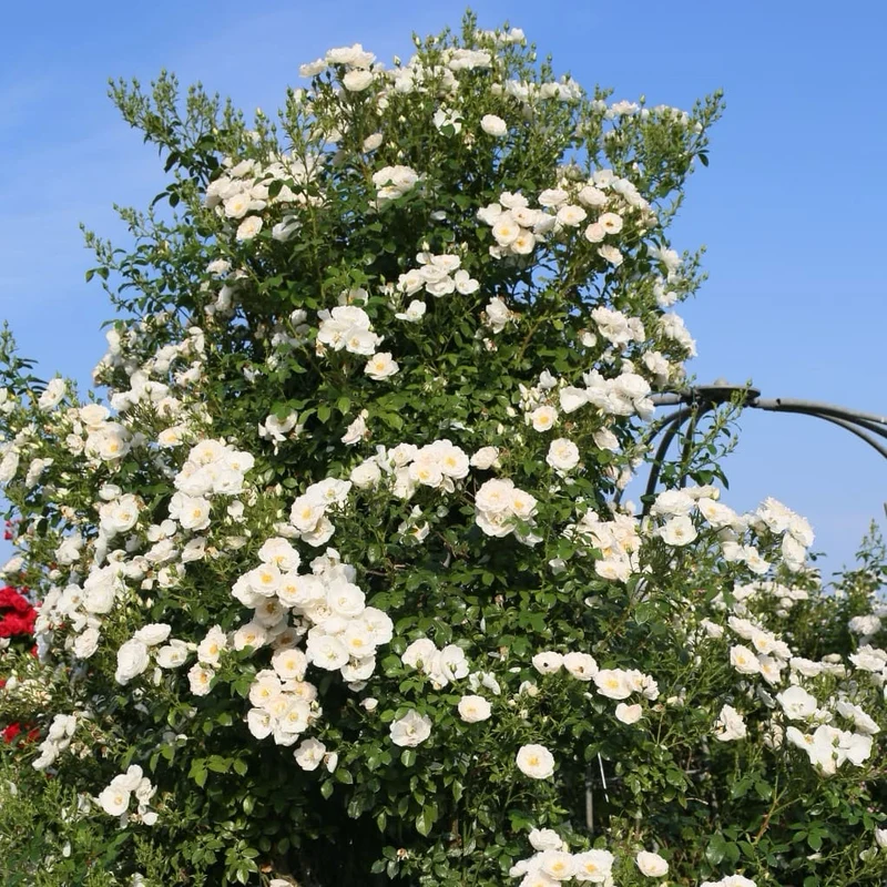 Kletterrose 'Hella' Weiß