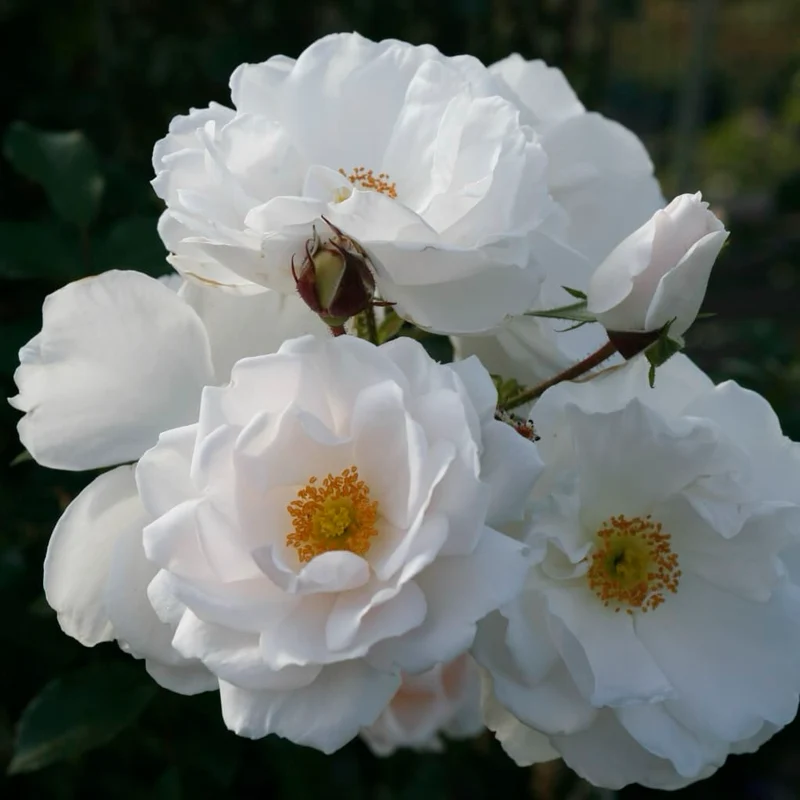 Kletterrose 'Hella' Weiß