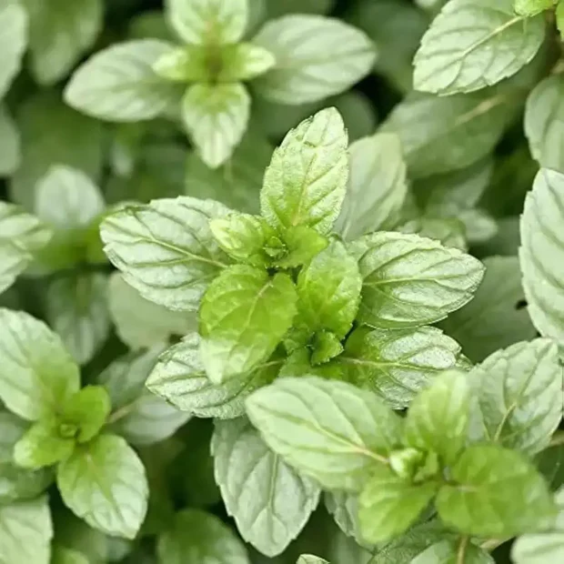 Chocolate Mint Seeds – Mentha × piperita 'Chocolate' | Aromatic Perennial Herb for Teas & Desserts