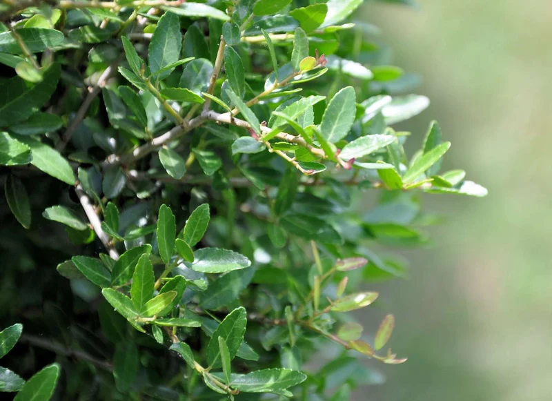 Fragrant Serrated Evergreen Shrub Seeds – Aromatic Foliage & Hardy Growth