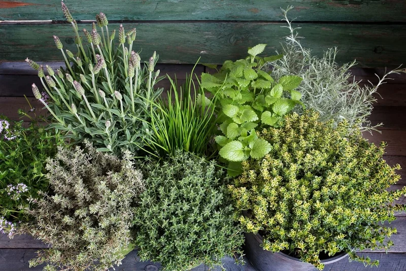 Classic Fragrant Herb for Gardens & Aromatherapy