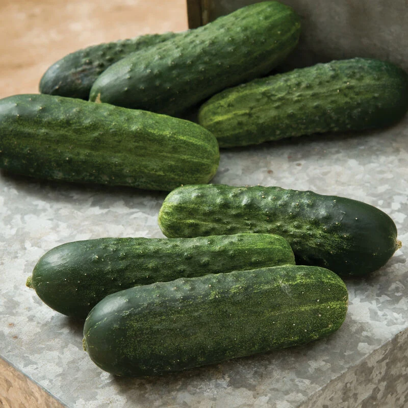 Excelsior Cucumber Seeds – High-Yield, Crisp & Burpless - Grow Fresh Cucumbers